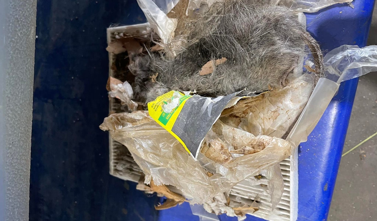 Rat found in cabin air filter - would you want to be breathing the air from this???